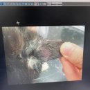 영종H동물의료센터 이미지