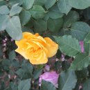 장미농원 이미지