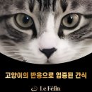 르 펠린, 고양이 간식 츄르 후기｜벨루어 크렘 치킨맛 반응은?