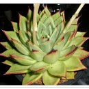 이길수농장 이미지