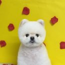 댕스미스 애견미용 이미지