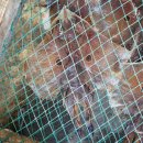 번개목장 이미지