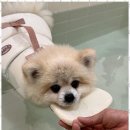 멍줍강아지산책유치원 이미지