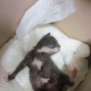 오래오