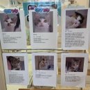 츄냥이 하우스 이미지