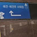 더펫텔 | 부산 해운대 애견동반 숙소 호텔 더 펫텔 내돈내산 후기