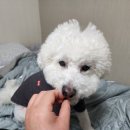 몽퍼피 이미지