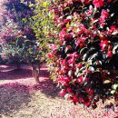 위미중앙로 이미지