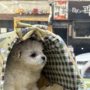 중앙동182 | 창원 강아지 분양 후기 퍼피어스 포함 5군데 넘게 가보고 결정한 찐 방문기