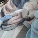 김해 애견카페 &#39;로앙&#39; 방문후기:))