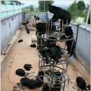 용정농장 이미지