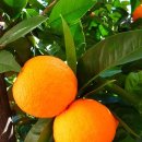 오렌지 이미지