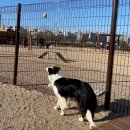 덕수공원반려견놀이터 이미지