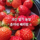 춘자농장 | 충북 괴산 가볼만한 곳 | 딸기 맛집 | 딸기 농장 | 춘자네 베리팜
