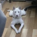 엄마밥도 이미지