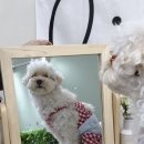 꼬숩당개 이미지