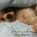 콩언니네