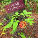 강원산양삼 이미지