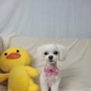 보라애견미용실 이미지