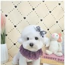 뽀송뽀송애견놀이방 이미지