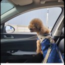 movepet 이미지