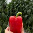 섭이네농장 이미지