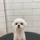 호야네애견샵 이미지