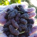 오디 | 오디즙 전라북도 고창 국산오디 솔직 후기