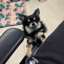 디오펫샵 이미지