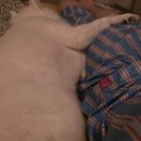 영원카센터 | 하늘을 봐 황금꽃이 떨어질 거야