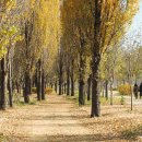 미루나무 이미지