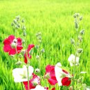 오철농장 이미지