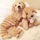 더편한동물병원 이미지