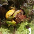 임성규농장 이미지