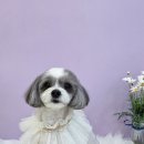 시크펫 그루밍 이미지