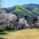 백야자연휴양림 이미지