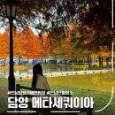 검암동 613-3횡단보도 | 전남 담양 가볼만한곳 단풍명소 메타세콰이어길