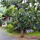 살구꽃핀마을은 이미지