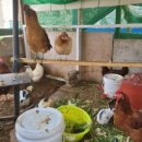 티파니펜션 이미지