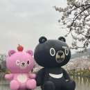 연화지 | [경북/김천] 🌸 김천 연화지 벚꽃축제 방문 후기, 벚꽃 명소 추천, 연화지 벚꽃 개화 현황