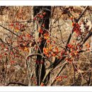 치악산둘레길 5코스 서마니강변길 이미지