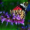 계곡의아침 이미지