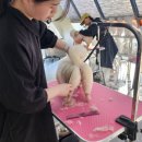 벤자민펫미용학원