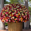 장미축제 이미지