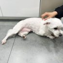 루이스24시동물병원 이미지