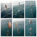 피쉬헌터 이미지