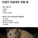 오땡큐신