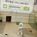 늘솔길애견미용실 네이버블로그