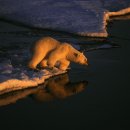 동물의 왕국 이미지