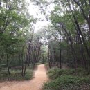 서오릉산책